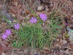 Dianthus hyssopifolius