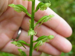 Habenaria malacophylla