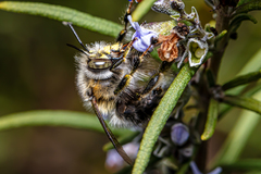 Anthophora dispar