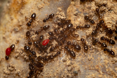 Forania mentonensis