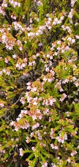 Orophanes
