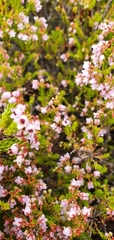 Orophanes