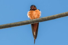 Hirundo rustica savignii
