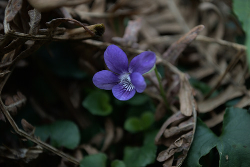 Common dog-violet (Viola riviniana)