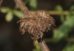 Asphondylia ceanothi