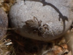 Habronattus coecatus
