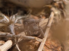 Habronattus coecatus