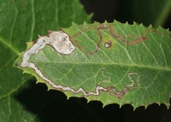 Stigmella heteromelis