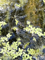 Limnogonus franciscanus