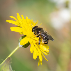 Platynochaetus setosus