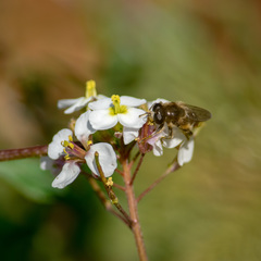 Platynochaetus setosus