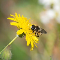 Platynochaetus setosus