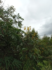 Senna viarum
