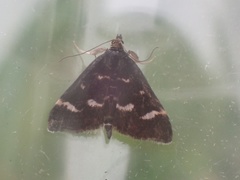 Pyrausta nigrata