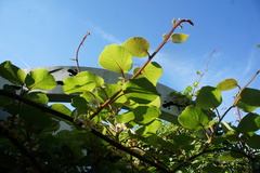 Actinidia setosa