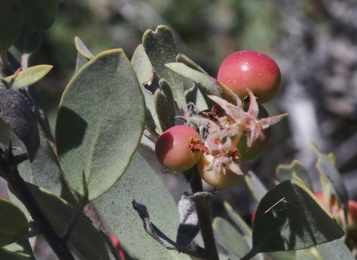 Ghostly Manzanita fruiting