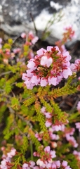 Orophanes
