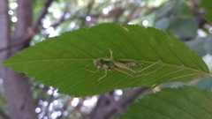 Meconema meridionale