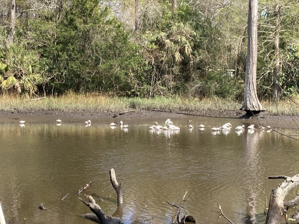 White Ibis from Trout River, Jacksonville, FL, US on March 03, 2022 at