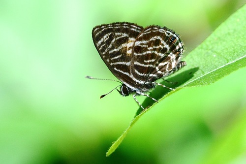 Neurellipes