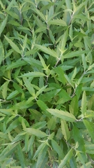 Caryopteris × clandonensis