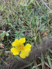 Potentilla hickmanii