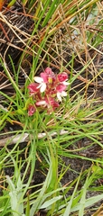 Disa albomagentea