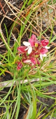 Disa albomagentea
