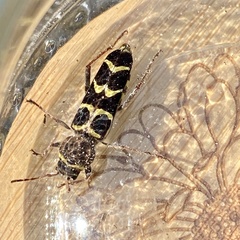 Neoclytus caprea