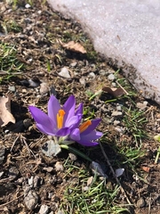 Crocus veluchensis