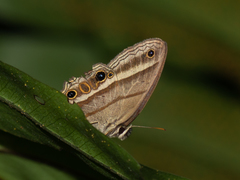 Cissia proba