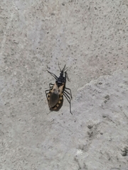 Triatoma dimidiata