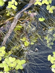 Limnogonus franciscanus