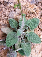 Verbascum arcturus