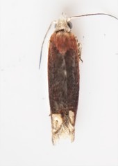 Eucosma raracana