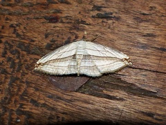 Arcobara tergeminaria