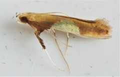 Caloptilia packardella
