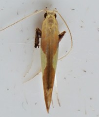 Caloptilia packardella