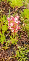 Disa albomagentea
