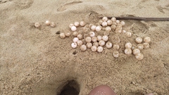 Lepidochelys olivacea