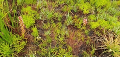 Disa albomagentea
