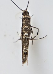 Neurobathra strigifinitella