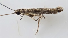 Neurobathra strigifinitella