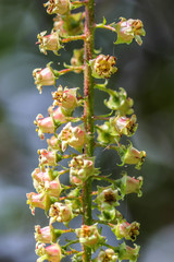Escallonia pendula
