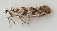 Cameraria hamadryadella