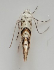 Cameraria hamadryadella