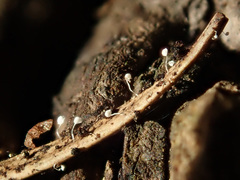 Antinoa pulchella
