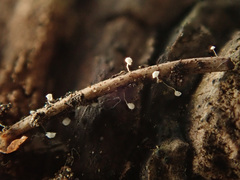 Antinoa pulchella