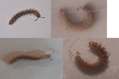 Brachydesmus superus