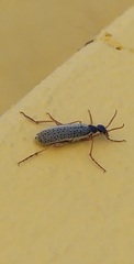 Epicauta fulvicornis